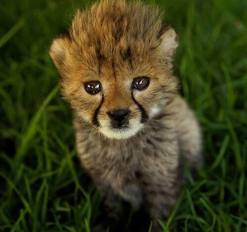 Bookaddict a speedy little cheetah