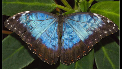 Blue Morpho butterfly (Morpho peleides) wings open