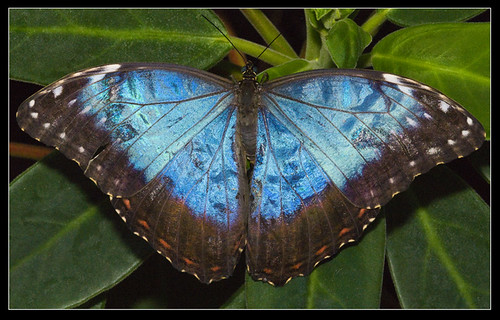 Blue Morpho butterfly (Morpho peleides) wings open