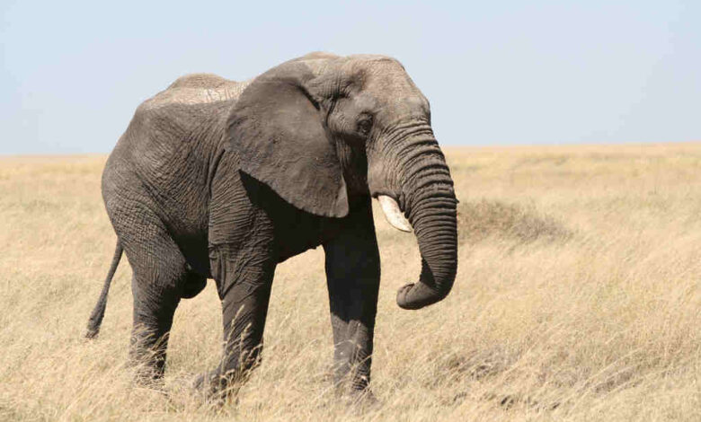 Elephants ancient world