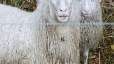 Sheep detectives rural countryside