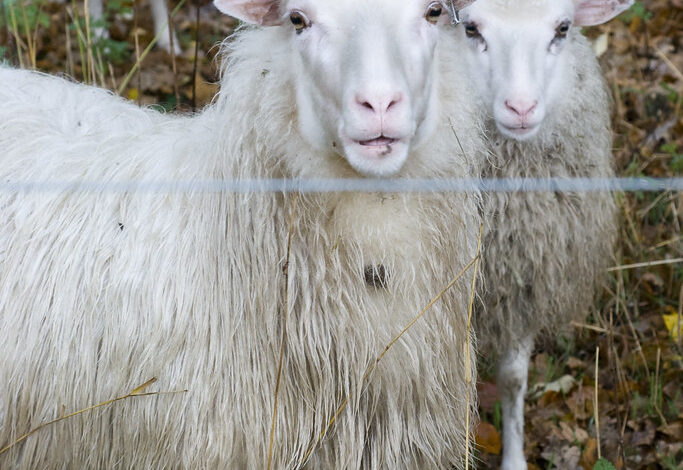 Sheep detectives rural countryside